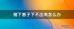 猪下崽下不出来怎么办? 猪下崽子下不出来怎么办