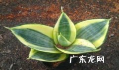 虎皮兰的养殖 虎皮兰的养殖方法和注意事项