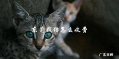 寻找东莞走失猫咪的服务收费标准是怎样的？