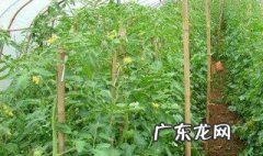 番茄的种植方法和注意事项 番茄的种植方法