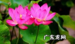 什么映日荷花别样红的前一句是什么 什么映日荷花别样红