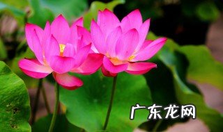 什么映日荷花别样红的前一句是什么 什么映日荷花别样红