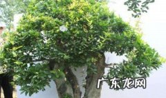 什么树是国家保护动物 什么树是国家保护树种