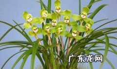 兰花适合什么样的盆 兰花适合什么样的盆子