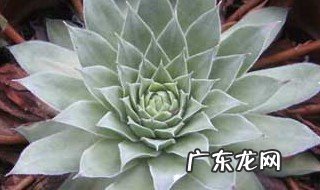 多肉浇多少水 多肉浇多少水合适