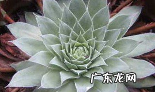 多肉老桩的杆子萎缩了怎么办 多肉老桩杆子干瘪怎么办