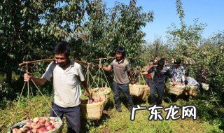 农村冷门商机 农村不起眼的商机有哪些