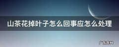 山茶花掉叶子怎么回事应怎么处理 山茶花掉叶子怎么办?