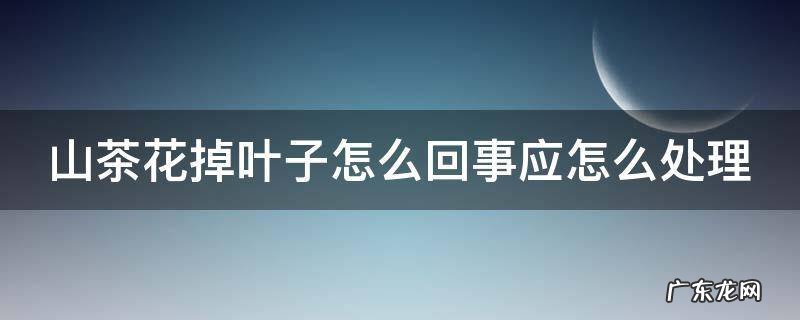 山茶花掉叶子怎么回事应怎么处理 山茶花掉叶子怎么办?