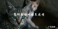 如何与猫咪建立亲密的情感联系？