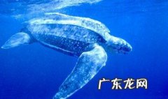世界上最大的龟是什么 世界上最大的龟是什么龟?蚂蚁森林