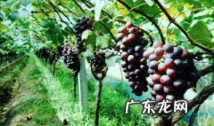 葡萄种植方法 葡萄种植方法与技术管理视频