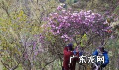 枯鲁杜鹃灭绝了吗 枯鲁杜鹃价值