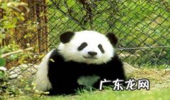 大熊猫繁育研究基地在哪 大熊猫繁育研究基地在哪个地铁站