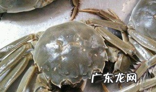 大闸蟹养殖技术与方法 大闸蟹养殖方法