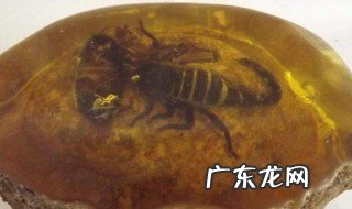 琥珀的形成过程简写 琥珀的形成过程