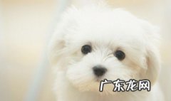 狗的平均寿命是多长时间 狗的平均寿命多少