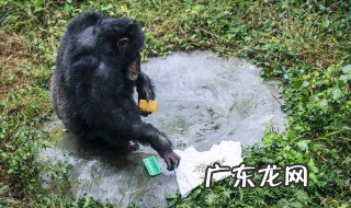 黑猩猩给饲养员洗衣服怎么回事儿 黑猩猩给饲养员洗衣服怎么回事