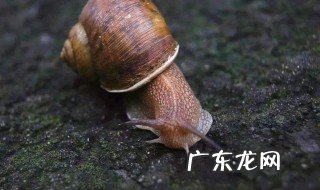 蜗牛有牙齿吗?它如何吃东西 蜗牛有牙齿吗