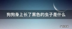 狗狗身上长了黑色的虫子是什么虫子图片 狗狗身上长了黑色的虫子是什么