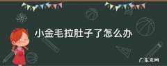 小金毛拉肚子了怎么办 金毛拉肚子怎么回事