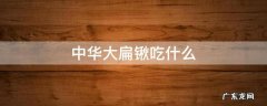 中华大扁锹吃什么水果 中华大扁锹吃什么