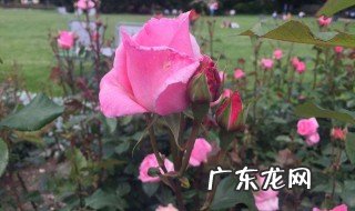 郫县玫瑰园介绍 郫县玫瑰园门票多少钱