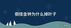 倒挂金钟为什么掉叶子 倒挂金钟为什么掉叶子和花蕾