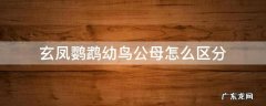 玄凤鹦鹉雏鸟公母怎么区分 玄凤鹦鹉幼鸟公母怎么区分