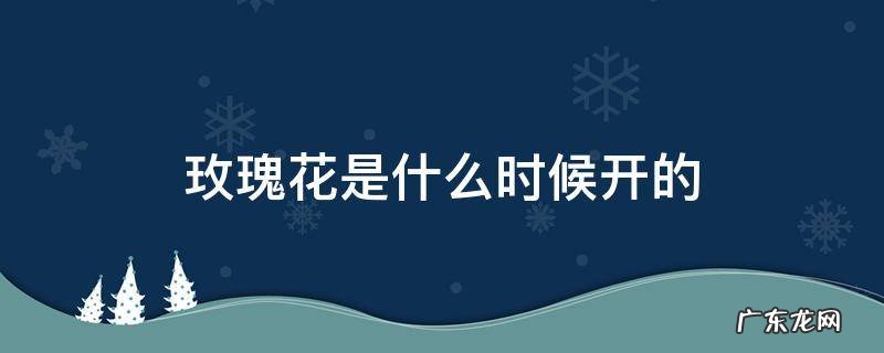 玫瑰花是什么时候开的几点开的 玫瑰花是什么时候开的
