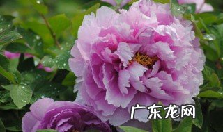 粉色 牡丹 粉色牡丹怎么种