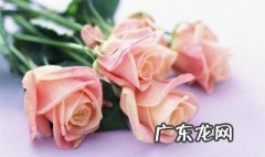 粉色玫瑰的花语 粉色玫瑰的花语是什么意思 寓意