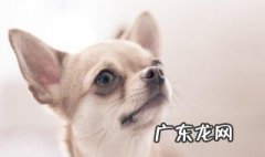 吉娃娃性格特点优缺点 吉娃娃性格