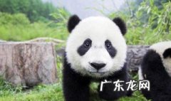 国宝大熊猫的走路方式 大熊猫的走路方式