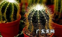 仙人球防辐射吗 事实真相原来是这&#039;坏&#039;样 仙人球防辐射吗