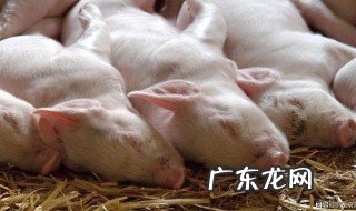 养猪业的经营模式是怎样的 养猪企业经营模式
