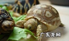 乌龟不能养双吗 乌龟能养双吗?