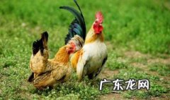 死鸡的处理方法是什么样的 死鸡的处理方法是什么?