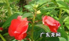 在播种凤仙花前要做好哪些准备工作 播种凤仙花前应做好哪些准备工作