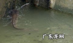 塘鲺最爱吃什么东西 塘鲺爱吃什么食物