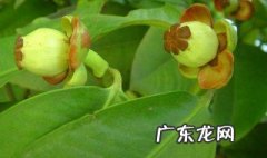 山竹核怎么种植发芽出苗? 山竹核怎样做盆栽