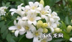 室内不宜摆放的花 室内不宜摆放的花卉有哪些