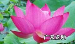 柳州百朋荷花开花时间表 柳州百朋荷花开花时间