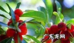 杨梅树半边枯萎是什么原因? 杨梅树半边枯萎是什么原因造成的