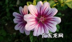 锦葵的养殖方法和注意事项图片 锦葵的养殖方法和注意事项