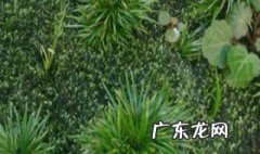 菖蒲烂根怎么办用什么药 菖蒲烂根怎么办