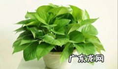 适合客厅的绿植有哪些 绿萝可以放在客厅吗