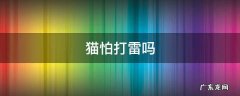 猫为什么不怕打雷 猫怕打雷吗