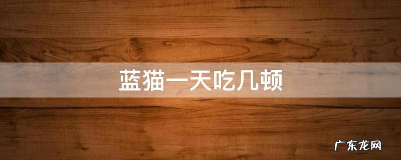 蓝猫一天吃几顿猫粮 蓝猫一天吃几顿