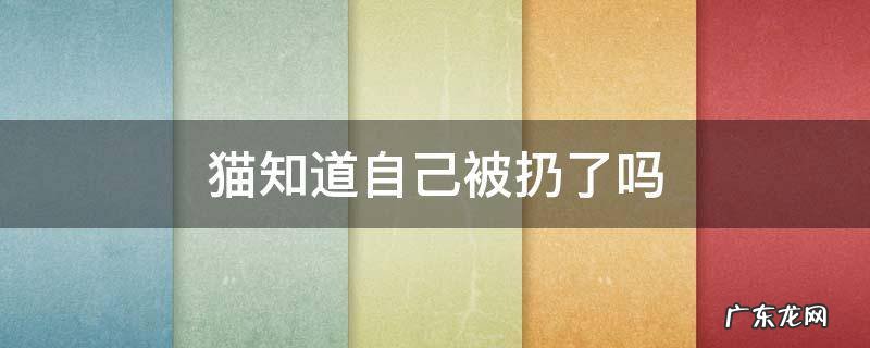 猫知道自己被扔了吗知乎 猫知道自己被扔了吗